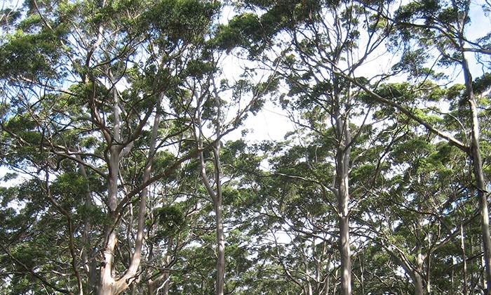 AustraliaBigTree2