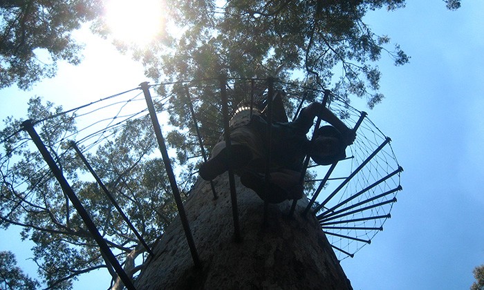 AustraliaBigTree3