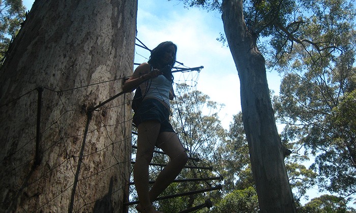 AustraliaBigTree4