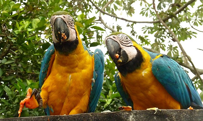Brazil-Pantanal9
