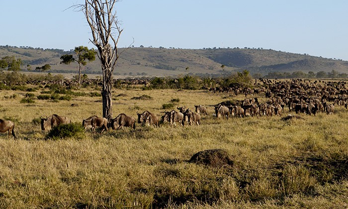 Kenya7