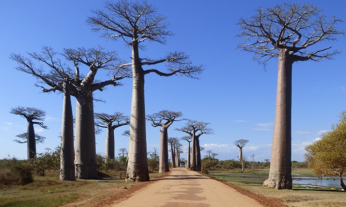 Madagascar1-rus-margolin