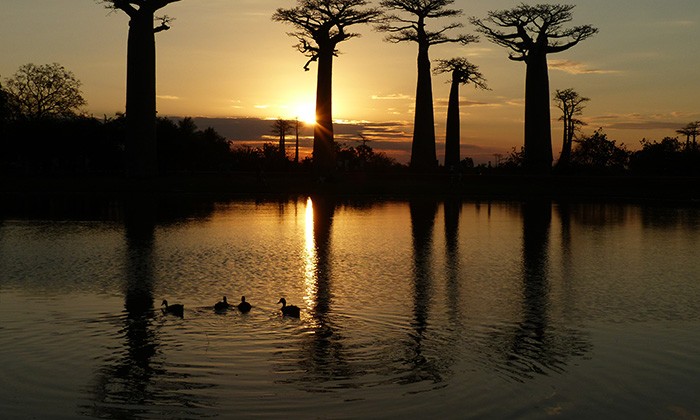 Madagascar6-rus-margolin