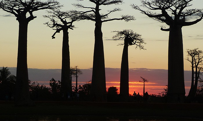 Madagascar9-rus-margolin