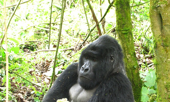 Rwanda7-russell-kling
