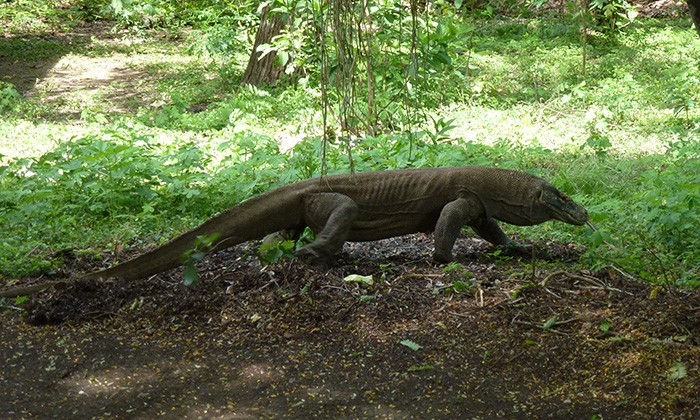 Indonesia2-ruslan-margolin