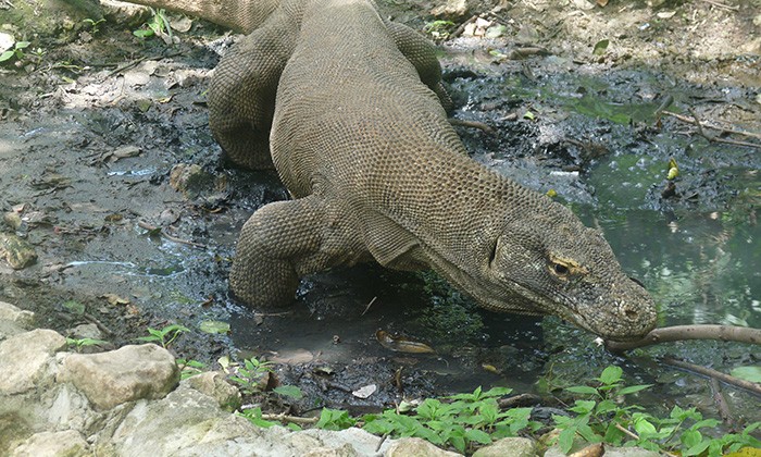 Indonesia3-ruslan-margolin